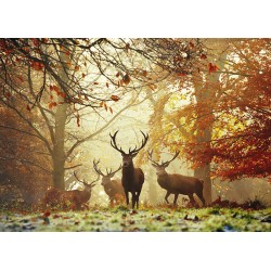 Puzzle 1000 pièces : Stags