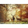 Puzzle 1000 pièces : Stags